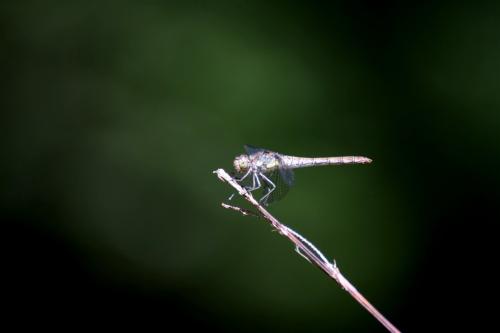 Sympetrum striolatum